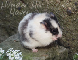 Wisconsin Treasure- Black Tortoiseshell and White (Dominant Spot) Longhaired